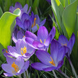 Draufsicht auf mehrere violett blühende Krokusse (Crocus) inmitten von Tulpenblättern