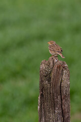 Wall Mural - A corn bunting (Emberiza calandra)  perched on an old wood post