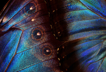 Aufkleber - Natural blue background. Wings of a butterfly Morpho texture background. Morpho butterfly.