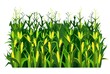 Corn grows in field. Harvest agricultural plant. Food product. Farmer farm illustration. Object isolated on white background. Rural summer field landscape. Vegetable garden cultivation. Vector