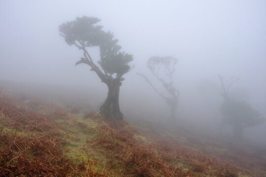 Ancient laurel trees in the mystical mist