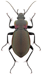 Poster - Carabus nemoralis beetle specimen