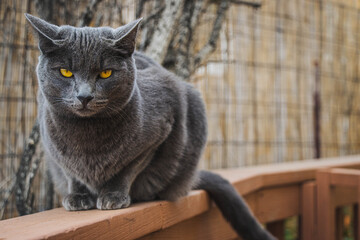 Poster - Closeup of the gray cat with yellow eyes on the wooden handrail.