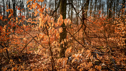 View of the orange leaves of the trees in the forest in Slovakia