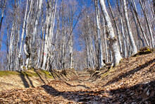 Empty Path In Leafless Birch Tree Forest Against A Blue Sky