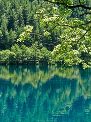 Landscape view of a transparent blue lake reflecting the forest trees