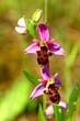 orchidée ophrys bécasse alpilles  france provence