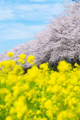 Wall Mural - 桜と菜の花の風景　日本の春の景色　さくら堤公園　埼玉県比企郡吉見町