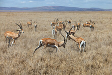 A Big Herd Of Impala Antelopes Resting In A Park In South Africa