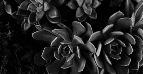 Wall Mural - Succulents in garden as plant wallpaper background in black and white.