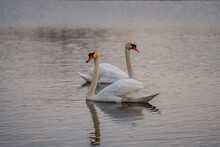 Beautiful Shot Of Two White Mute Swans Swimming In The Shiny Lake Water On A Sunny Day