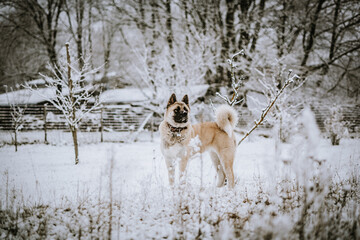 Poster - Back shot of a West Siberian Laika dog on snow ground looking on a winter day