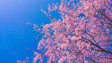 Cherry Blossoms And Blue Sky In The Park
