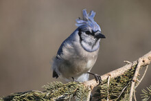 Blue Jays Perching On Feeder Or Fighting Off Brown Headed Cowbird Or Other Blue Jays
