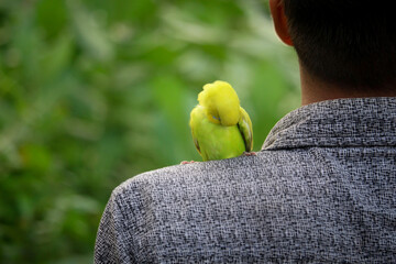 Wall Mural - The little bird is sitting on the human shoulder