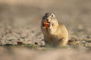 Wall Mural - small and lovely ground squirrel on a meadow among flowers during warm spring sunset. very surprised