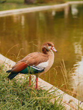 Shallow Focus Shot Of A Beautiful Egyptian Goose Standing On The Grass By The Lake During Daytime