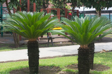 Long Shot View Of Cycas Revoluta In The Park. It Is Also Usually Called Sago Palm, King Sago, Sago Cycad