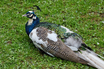 Wall Mural - Photo of an Indian blue pied male peacock