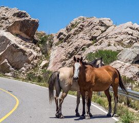 Canvas Print - Photo of two horses on a road and near big rocks on a sunny day