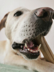 Wall Mural - Closeup photo of a Labrador retriever puppy biting a stake