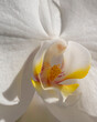 Orchidea bianca - macro fotografia