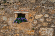 Closeup Shot Of A Blooming Purple Flower Bush In A Hole On A Stone Wall
