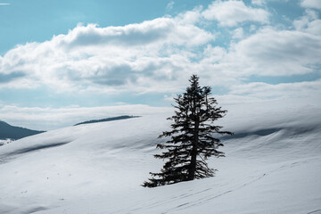 Poster - Photo of tree in snow covered field