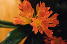 Orange Clivia Miniata Plant, Belgian Hybrid Orange Clivia, Commonly Called Kaffir Lily, Natal Lily, Or Bush Lily,