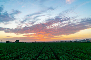 Beautiful view of the green agricultural field  at scenic sunset