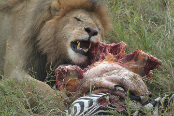 Wall Mural - Close-up shot of a lion eating the meat of a zebra in an African savanna