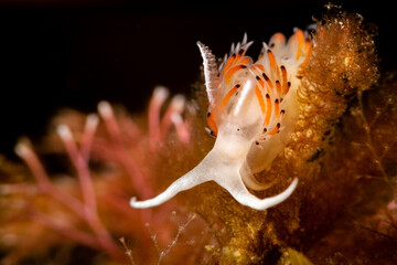 Wall Mural - Closeup shot of a white and yellow marine living with long protrusions