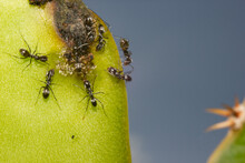 MACRO PHOTOGRAPHY OF DRAGON FRUIT ANTS ATTACKING CACTUS CUTTINGS TO HARNESS THEIR SWEET SALVIA