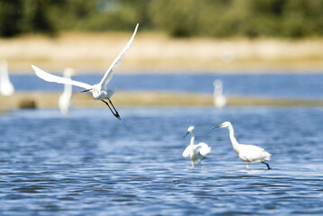 Wall Mural - Selective focus of little egrets (Egretta garzetta) in action