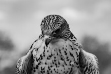 Selective Focus Shot Of A Falcon Bird Of Prey In Black And White Colors