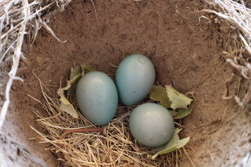 Closeup shot of three robin's blue eggs in a nest