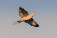 Eurasian Collared Dove Flying In The Sunset Sky