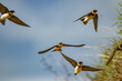 Closeup of swift birds flying with their wings wide open high in the blue sky