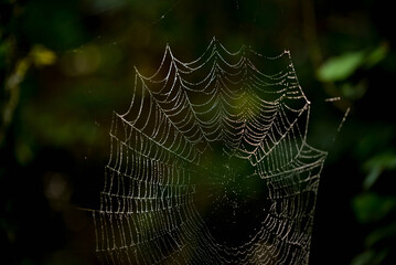 Closeup shot of a spider web on a black and green blurry background