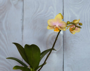 Wall Mural - Yellow phalaenopsis mini orchid, with leaves and buds on a blue wooden background, selective focus, horizontal orientation, with space for an inscription.