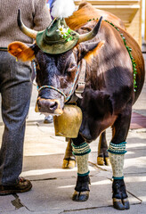 Canvas Print - nice cow with bavarian hat