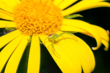 Close-up Shot Of A Green Crab Spider On A Yellow Flower In Spring
