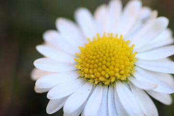Wall Mural - Close up of spring daisies in the garden in the afternoon