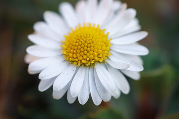 Wall Mural - Close up of spring daisies in the garden in the afternoon