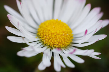 Wall Mural - Close up of spring daisies in the garden in the afternoon