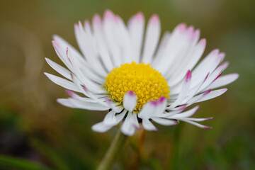 Wall Mural - Close up of spring daisies in the garden in the afternoon
