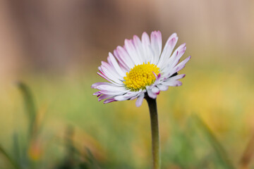Wall Mural - Close up of spring daisies in the garden in the afternoon