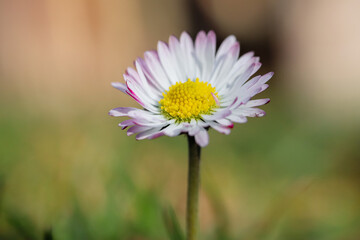 Wall Mural - Close up of spring daisies in the garden in the afternoon