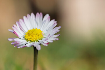 Wall Mural - Close up of spring daisies in the garden in the afternoon
