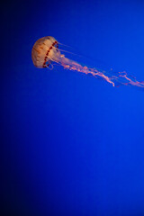 Wall Mural - Closeup of a lone jellyfish swimming in the blue water